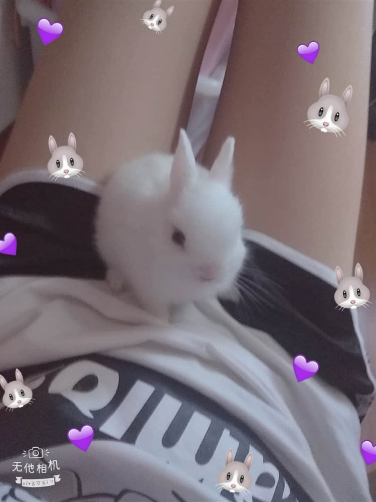 Estudiante de chino de la zorra
 #88547920
