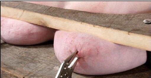 Pechos comprimidos
 #95317906