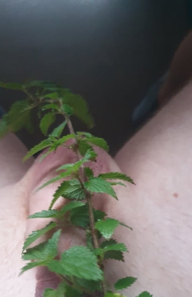 Taradiddeling
 #88862746