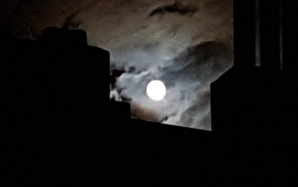 Taradiddeling
 #88862761