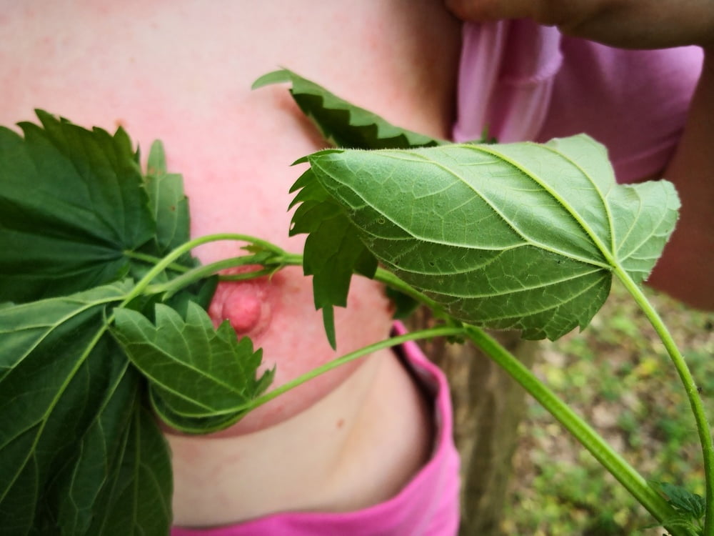 Brennnesseln en las tetas #106392519