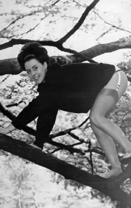 Medias de la vendimia 47
 #98576625