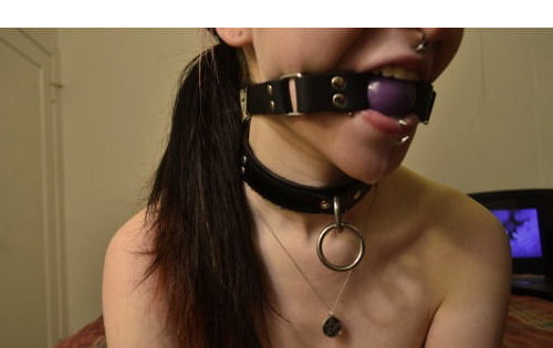 Collared and leashed bitches #87931566