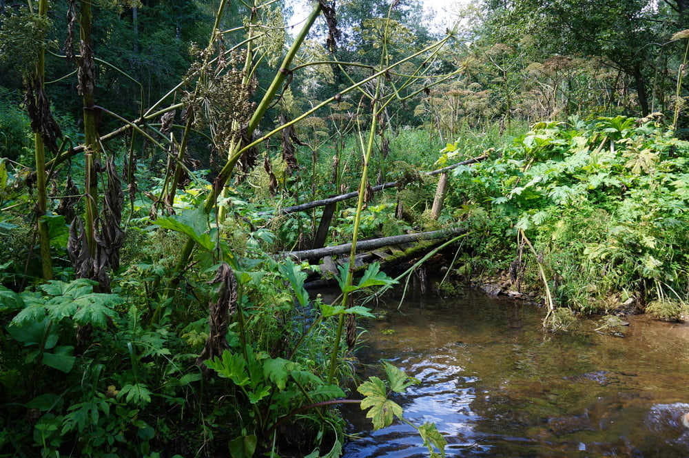on Ford from Scherbikha river #106618666