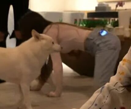 Tinakitten desnuda #108171309