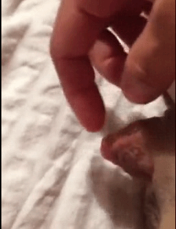 Gifs de clítoris maduros
 #94034347