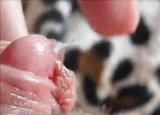 Gifs de clítoris maduros
 #94034381