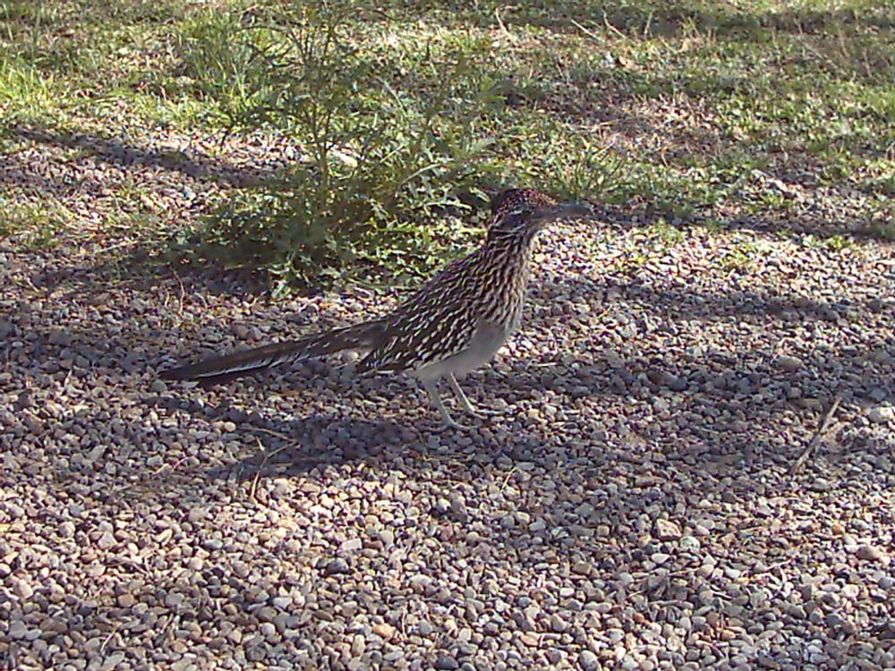 2007年春、テキサス州ビッグベンド国立公園に咲いたブルーボネット
 #103612292