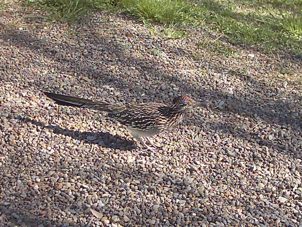 2007年春、テキサス州ビッグベンド国立公園に咲いたブルーボネット
 #103612295