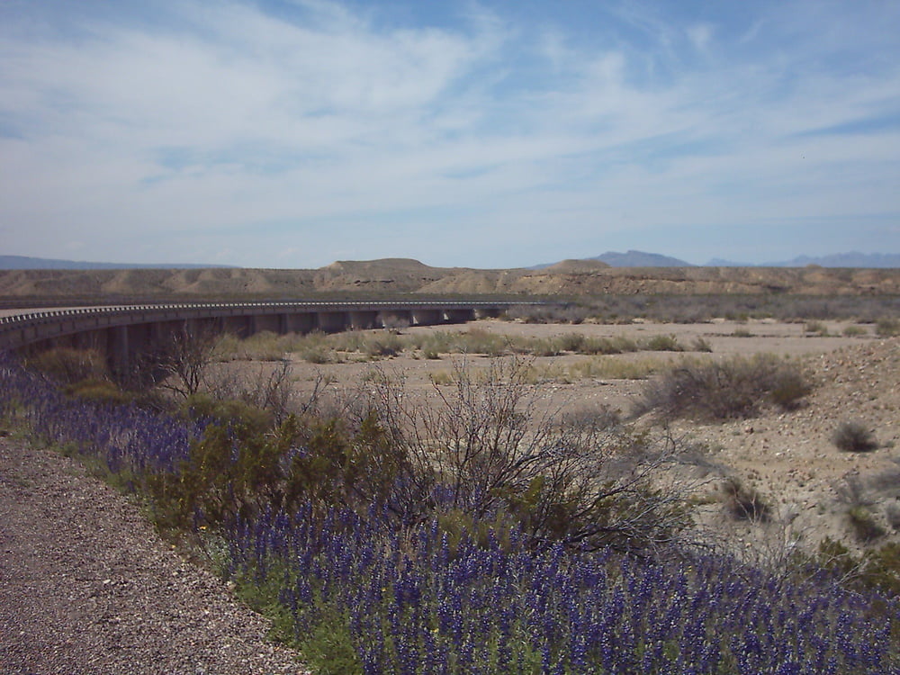 Bluebonnets in bloom, Big Bend Nat&#039;l Park, TX, Spring 2007 #103612304