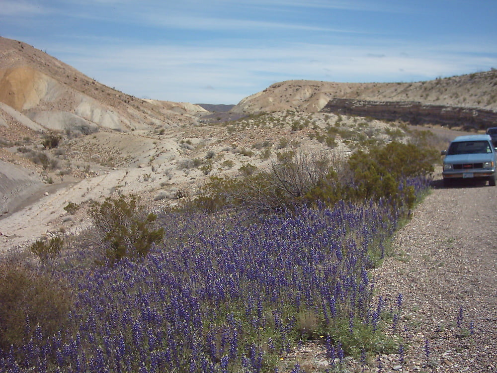 Bluebonnets in bloom, Big Bend Nat&#039;l Park, TX, Spring 2007 #103612313