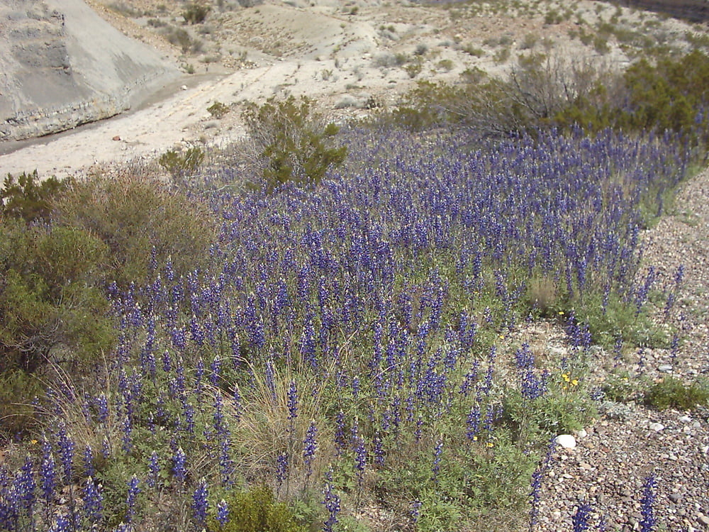 Bluebonnets in bloom, Big Bend Nat&#039;l Park, TX, Spring 2007 #103612316