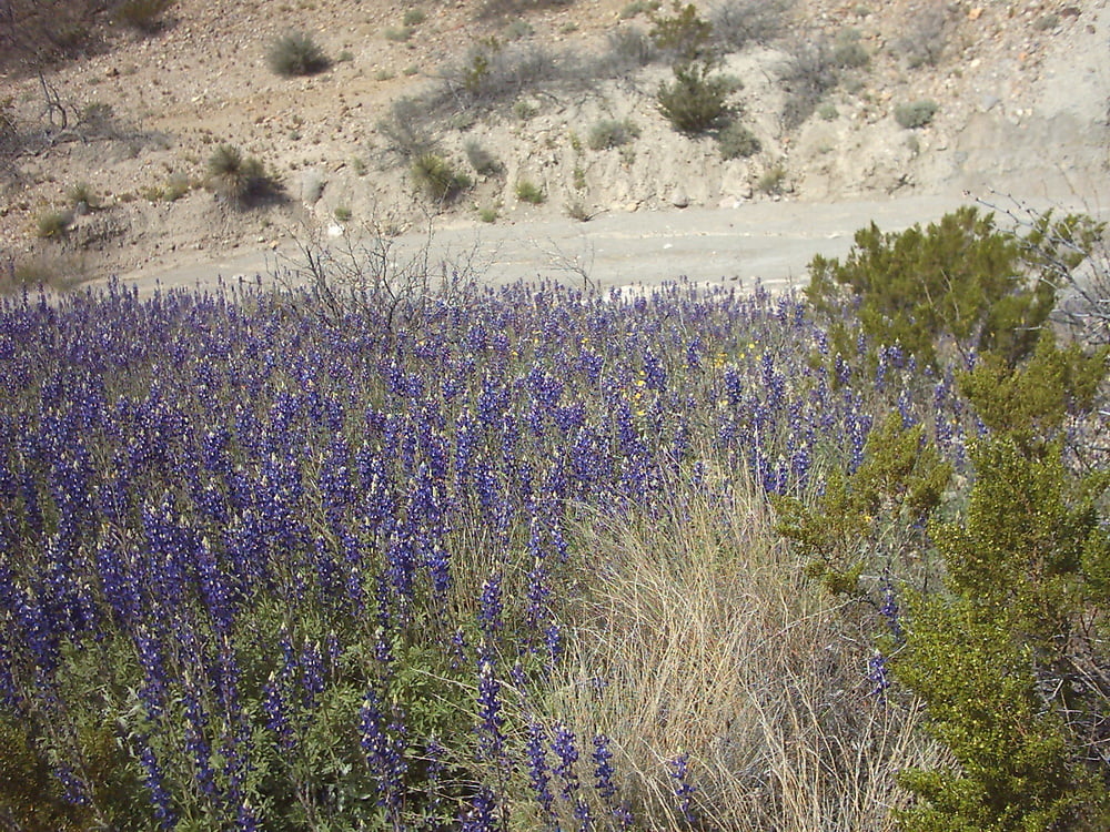 Bluebonnets in bloom, Big Bend Nat&#039;l Park, TX, Spring 2007 #103612322