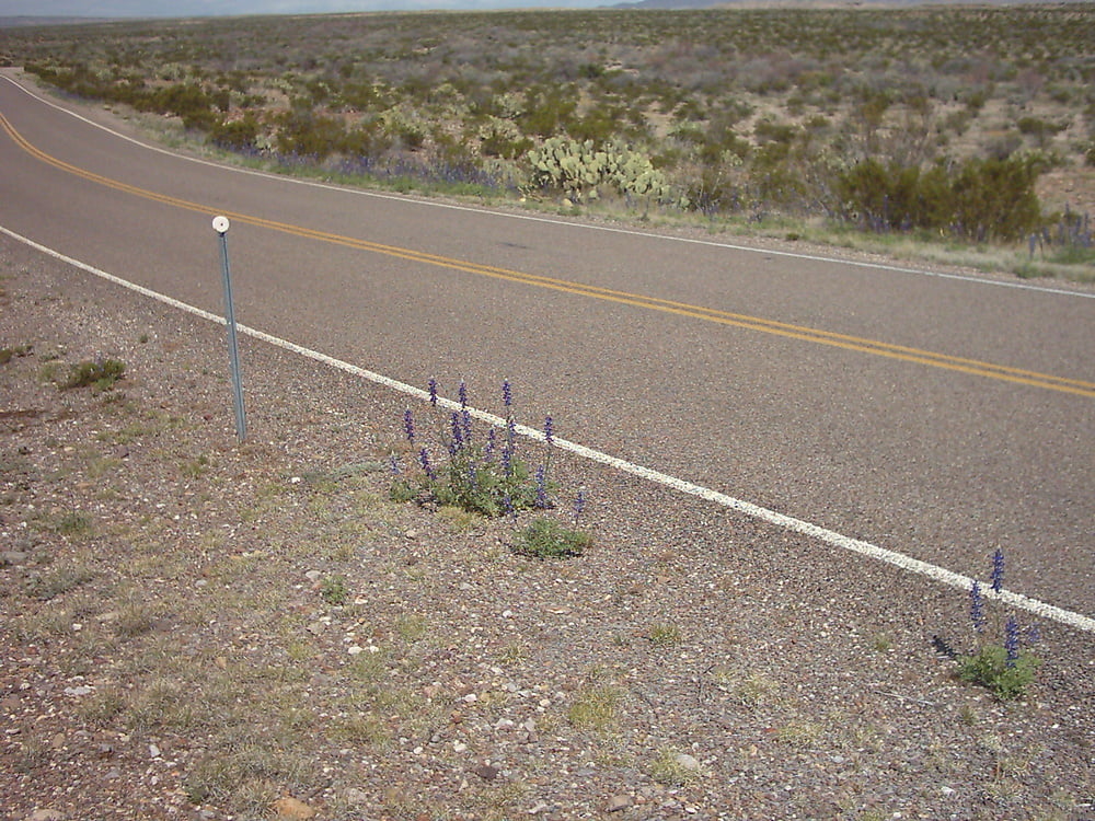 Bluebonnets in bloom, Big Bend Nat&#039;l Park, TX, Spring 2007 #103612371