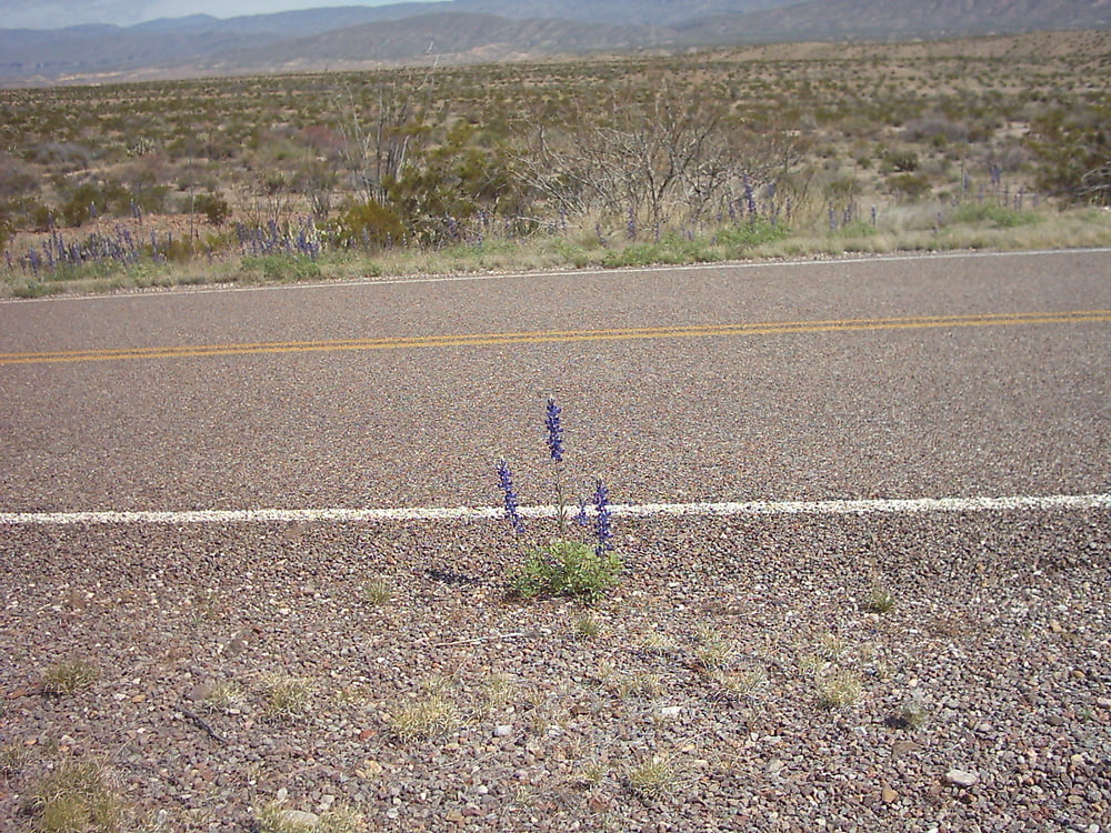 Bluebonnets in bloom, Big Bend Nat&#039;l Park, TX, Spring 2007 #103612382