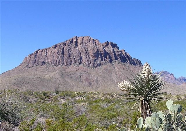 Bluebonnets in bloom, Big Bend Nat&#039;l Park, TX, Spring 2007 #103612388