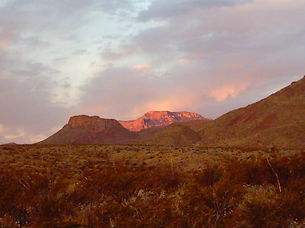 Bluebonnets in bloom, Big Bend Nat&#039;l Park, TX, Spring 2007 #103612442