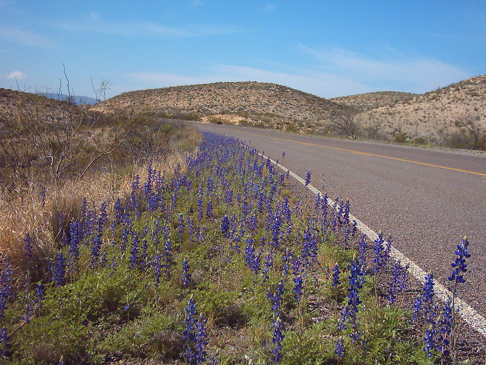 Bluebonnets in bloom, Big Bend Nat&#039;l Park, TX, Spring 2007 #103612506