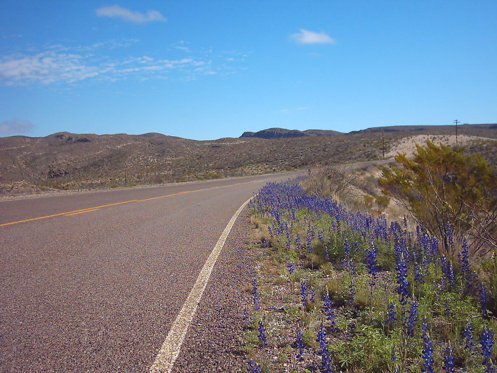 Bluebonnets in bloom, Big Bend Nat&#039;l Park, TX, Spring 2007 #103612512