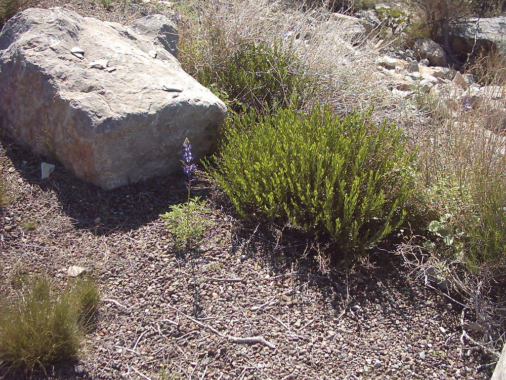 2007年春、テキサス州ビッグベンド国立公園に咲いたブルーボネット
 #103612518