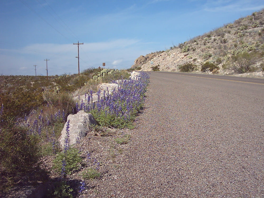 Bluebonnets in bloom, Big Bend Nat&#039;l Park, TX, Spring 2007 #103612520