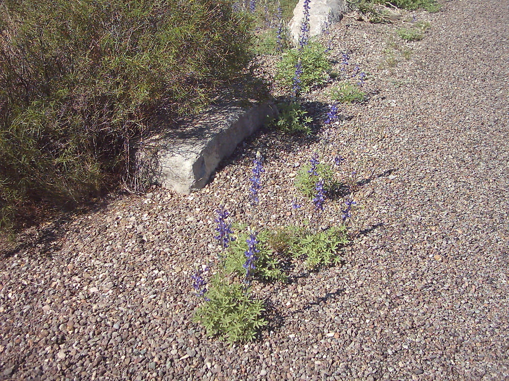 Bluebonnets in bloom, Big Bend Nat&#039;l Park, TX, Spring 2007 #103612522