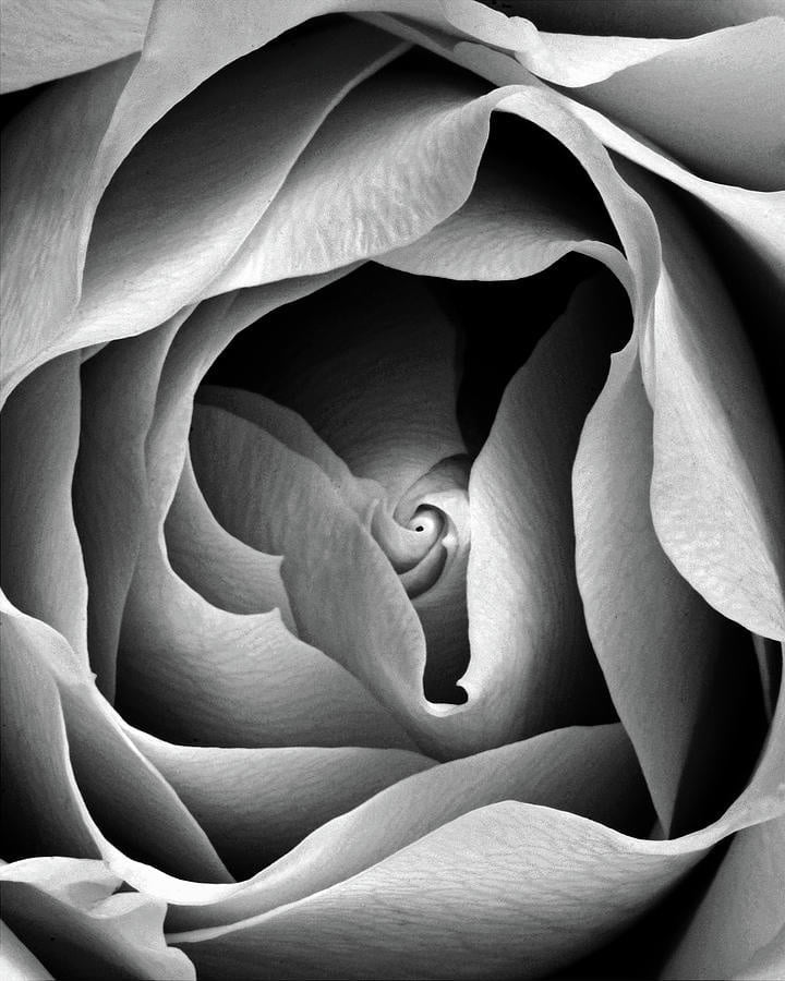 Jole 111
 #104864311