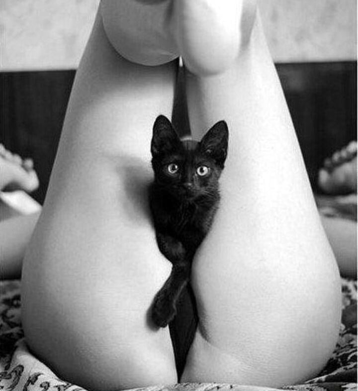 purrfection #96718758