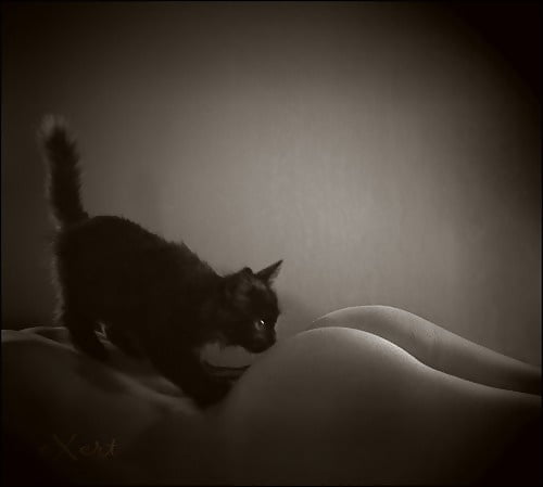 purrfection #96718761