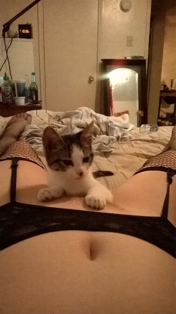 purrfection #96718773