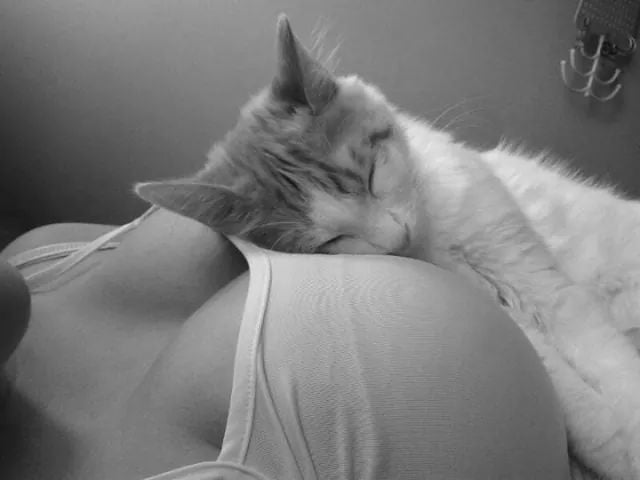 purrfection #96718780