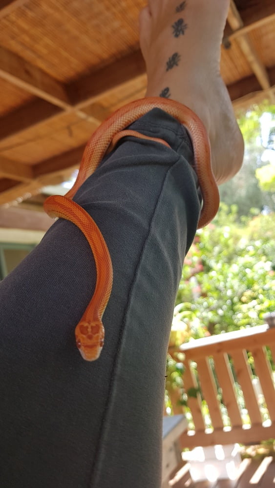 スネーク
 #93080878