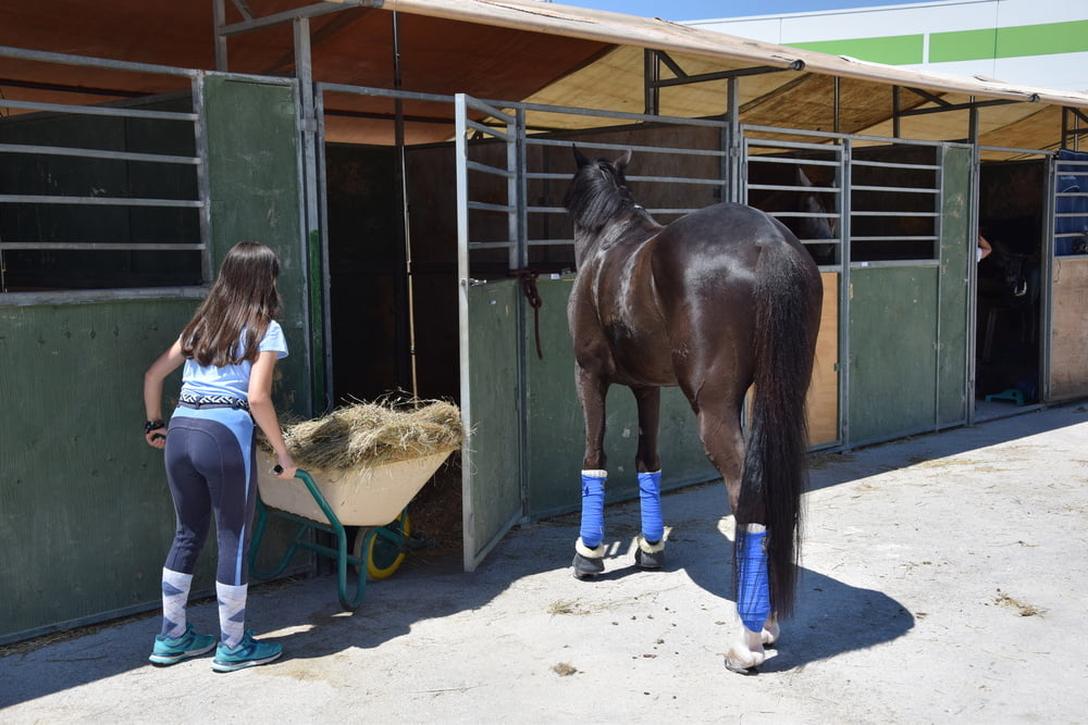 Mädchen in Jodhpurs 5
 #94372605