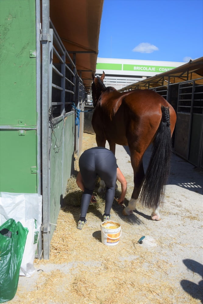 Mädchen in Jodhpurs 5
 #94372724