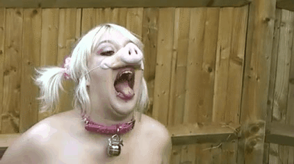 Hucow pig gif #94147861