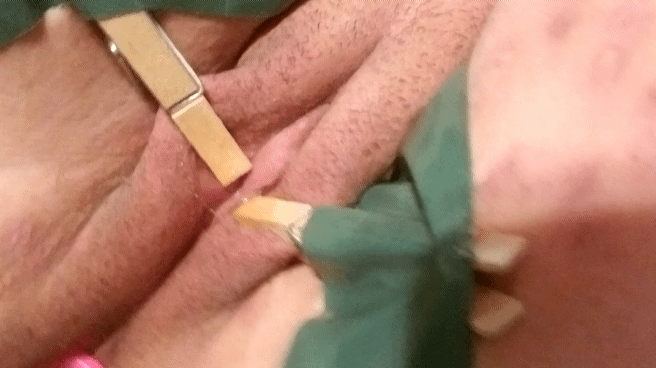 Hucow pig gif #94147872