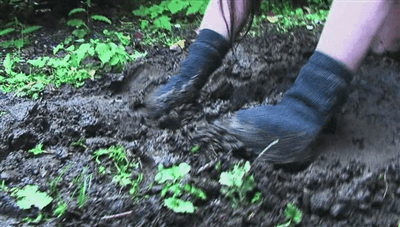 Hucow pig gif #94147874