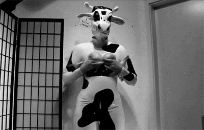 Hucow Schwein gif
 #94147905