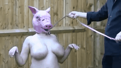 Hucow pig gif #94147907