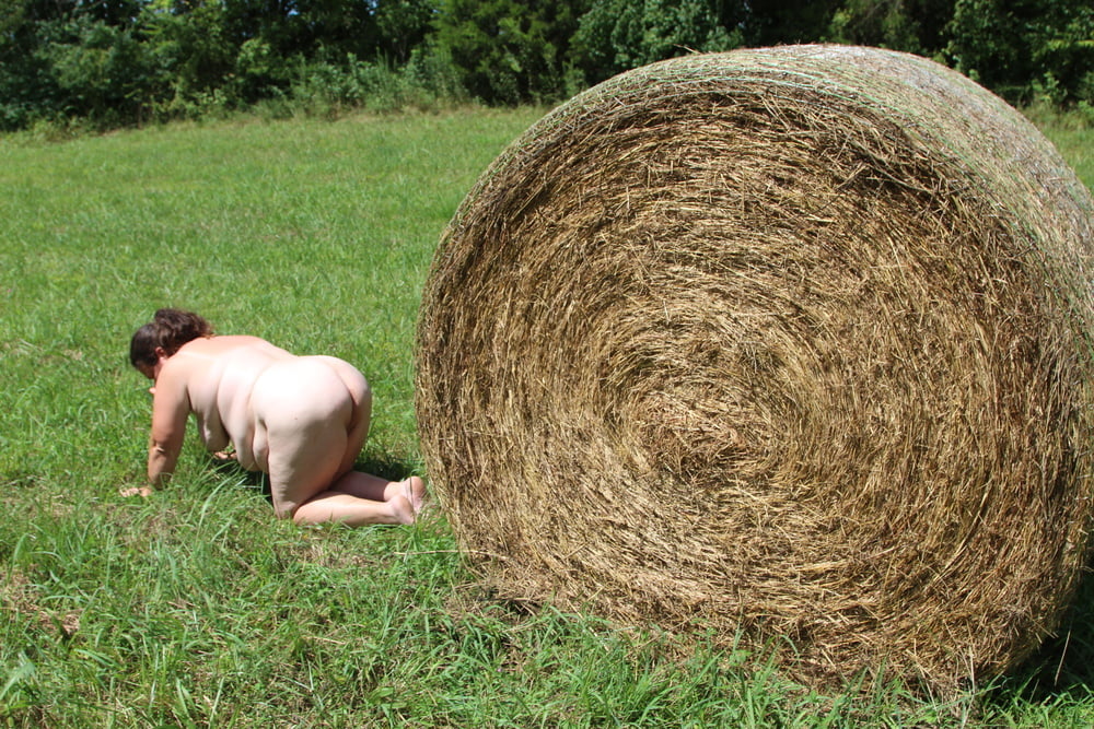 Porker in the field #80790233