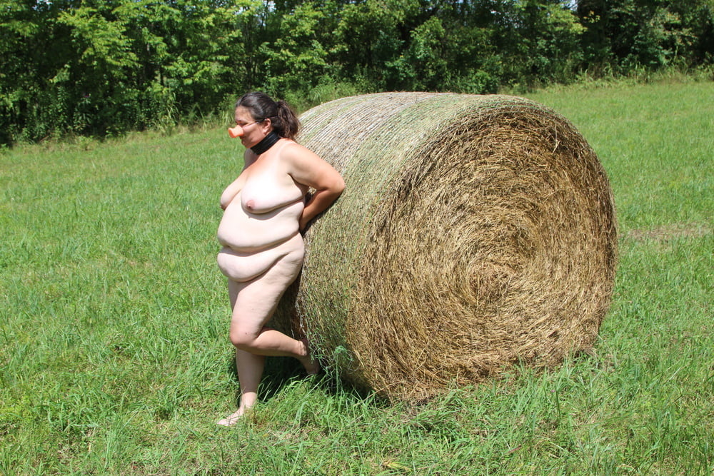 Porker in the field #80790263