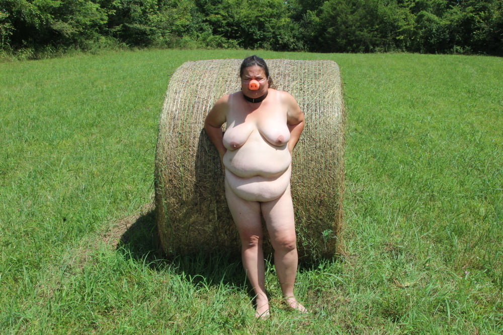 Porker in the field #80790269