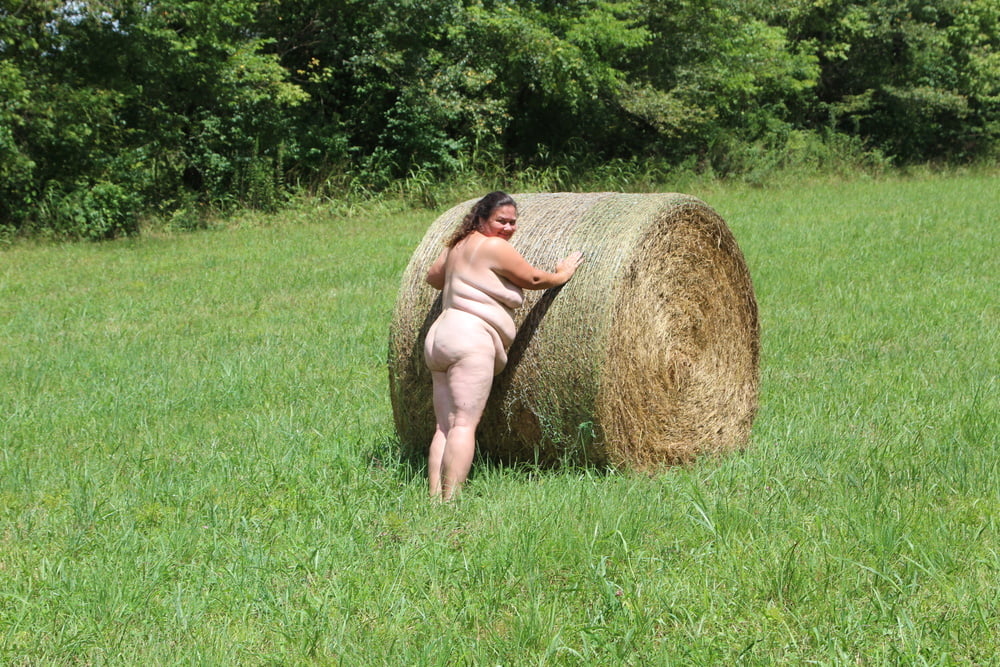 Porker in the field #80790302