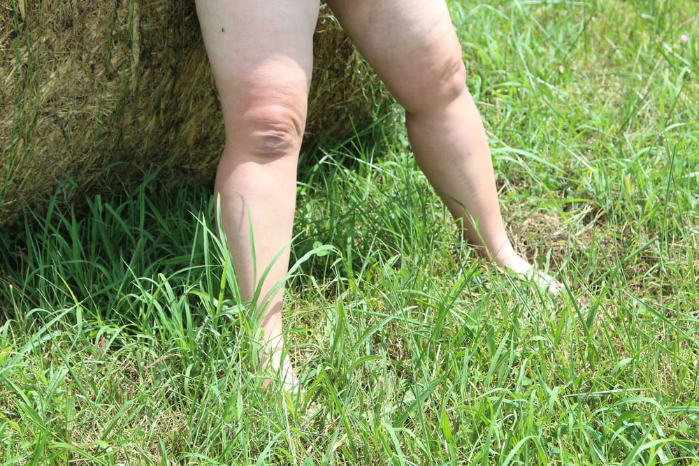 Porker in the field #80790312