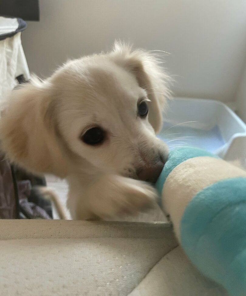 Lunaamemiya desnuda #108942585