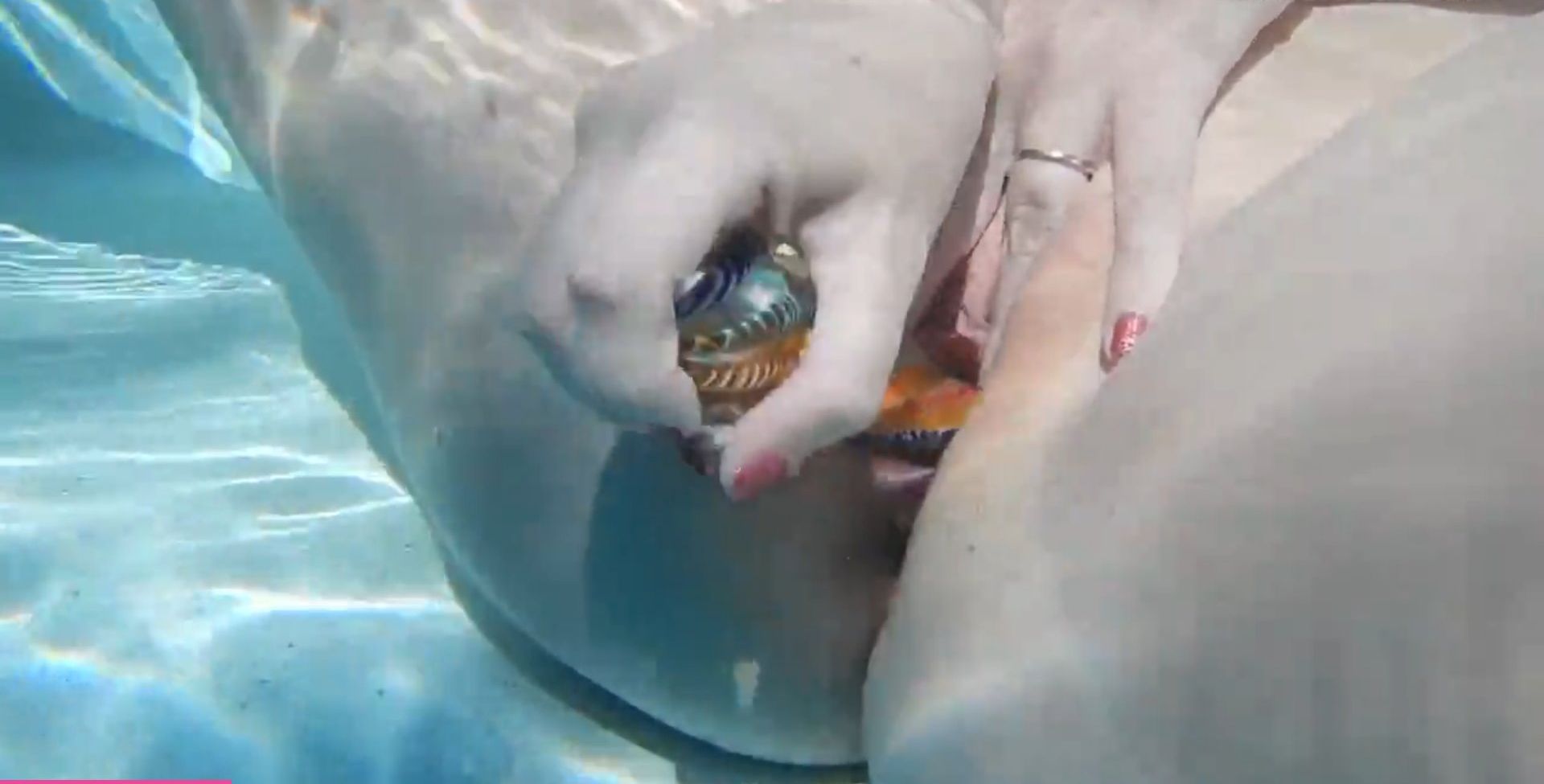 AmberCutie desnuda #109334839