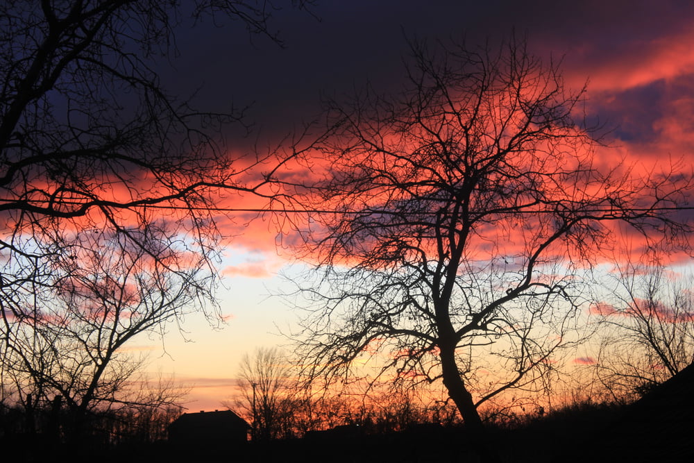 私の250回目のギャラリー
 #92646996