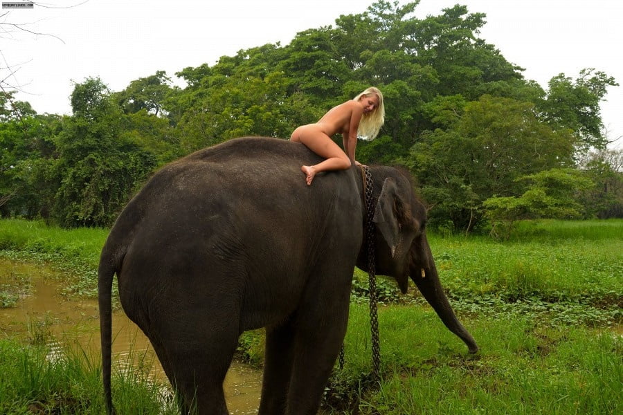 Elephant Vs Girl New Hot Hot Xxxxx - Foreign girl nude with an elephant in Sri lanka Porn Pictures, XXX Photos,  Sex Images #3752439 - PICTOA