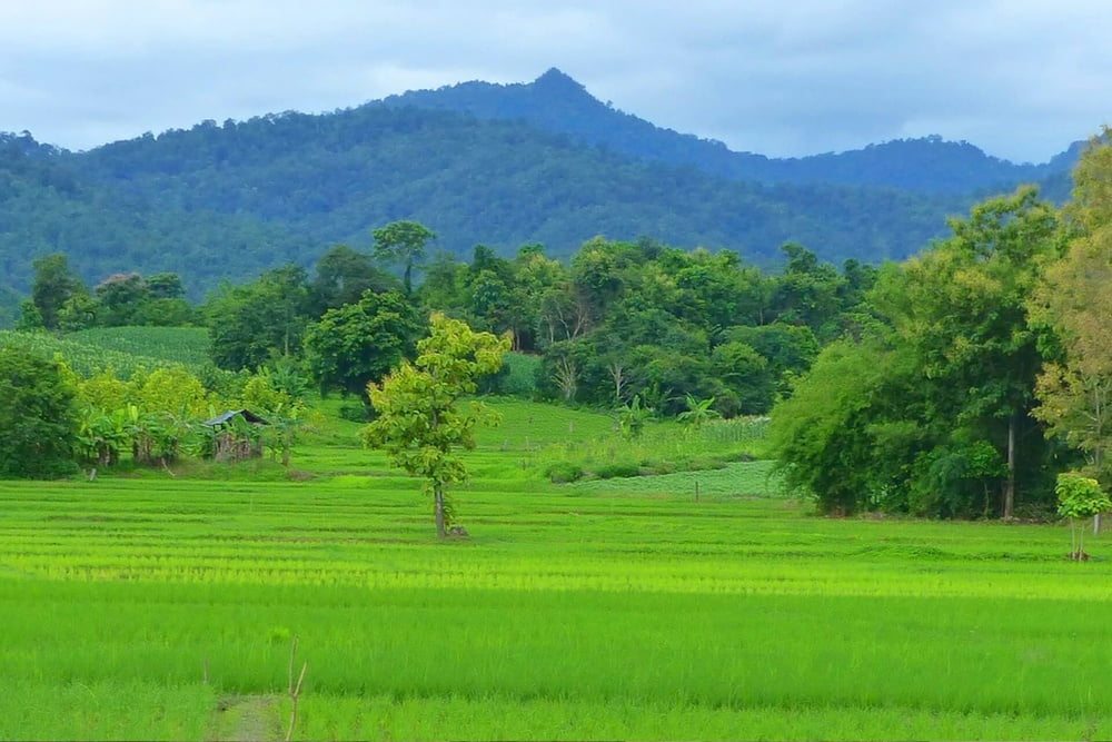 Thailand #80162837