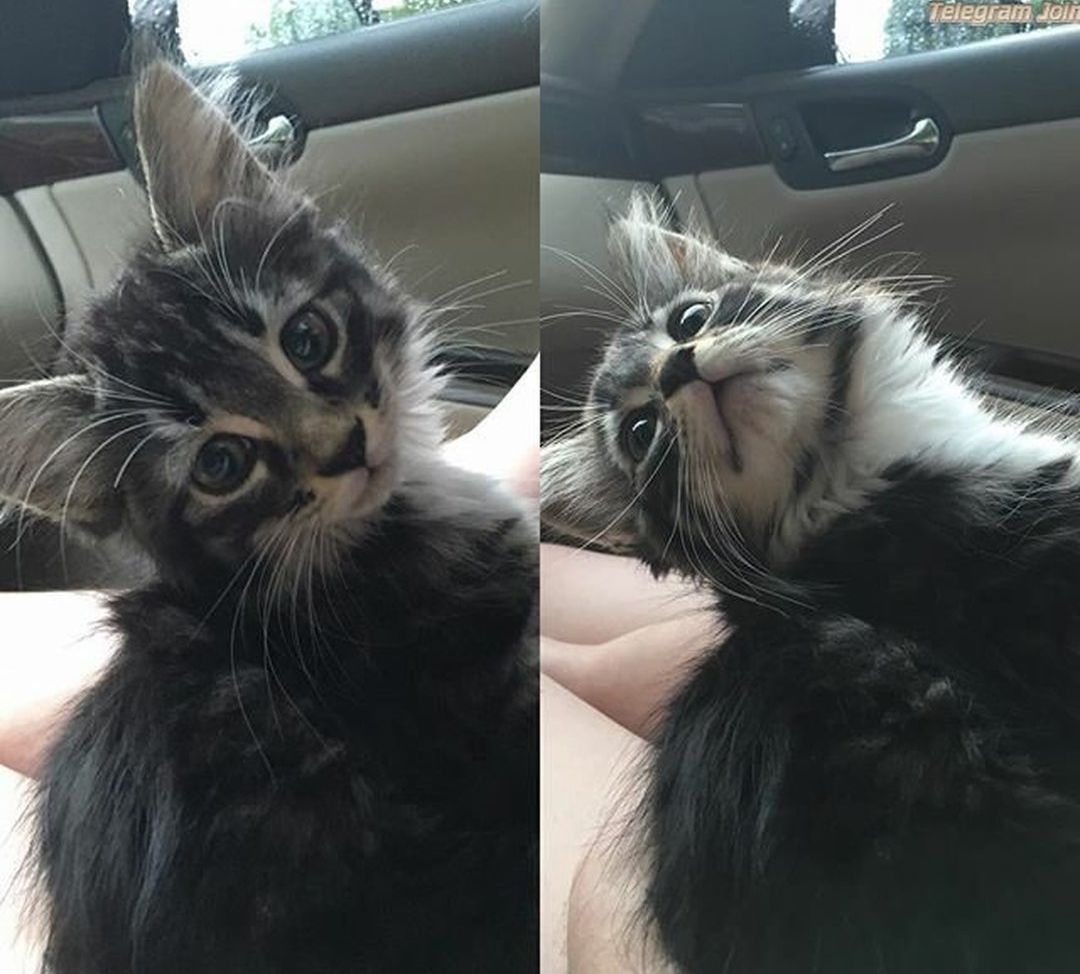 Veronica Wilson desnuda #108668124